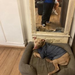 DOG DOG