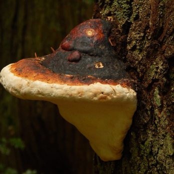 Woodway Reserve - Fungi with multiple colors. - Parks Near Me - Woodway, Washington Woodway Reserve - Fungi with multiple colors. - Parks Near Me - Woodway, Washington
