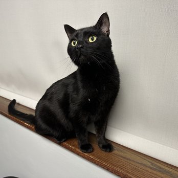 VCA ARBORETUM VIEW ANIMAL HOSPITAL - Updated January 2026 - 63 Photos