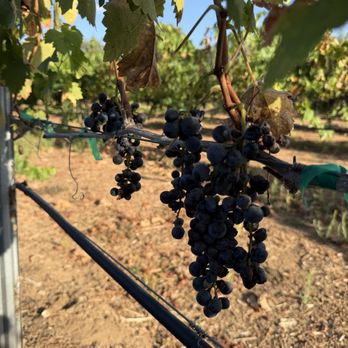 Bernardo Winery - Venues & Event Spaces Near Me - San Diego, California Bernardo Winery - Venues & Event Spaces Near Me - San Diego, California