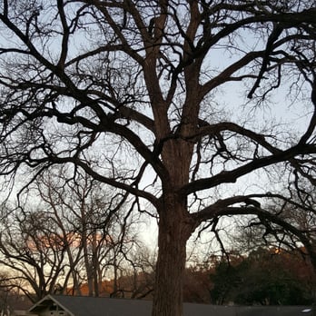 Austin Tree Patrol Services - This tree it is on perfect  condition - Tree Services Near Me - Austin, Texas