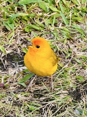 Richardson Ocean Park by null