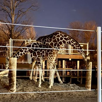 Denver Zoo - Giraffes - Zoos Near Me - Denver, Colorado