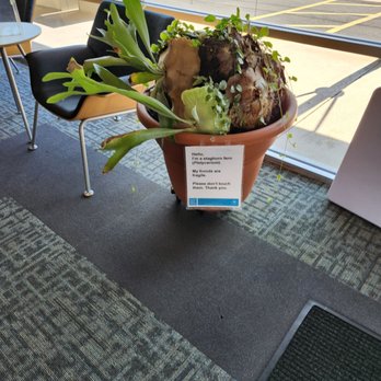 Austin Public Library - Yarborough Branch - Plants - Libraries Near Me - Austin, Texas Austin Public Library - Yarborough Branch - Plants - Libraries Near Me - Austin, Texas
