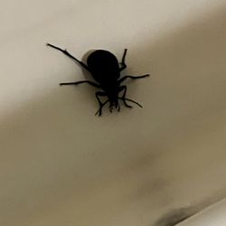 Motel 6 - About 3 inches long. My wife found it on the bathroom floor and picked up the bathroom floor mat and put it in the bathtub.
