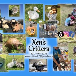 Xen's Critters
