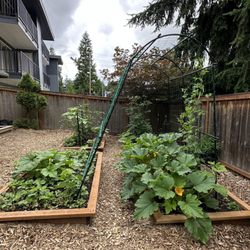 Eyas Global Montessori School - Our garden this season. Children germinated the seeds in spring, planted them in the garden. They water the garden and watch it grow. Botany
