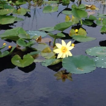 Florida Cracker Airboat Ride - Boat Tours Near Me - Fellsmere, Florida Florida Cracker Airboat Ride - Boat Tours Near Me - Fellsmere, Florida