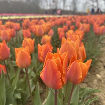 Wicked Tulips Flower Farm - And my husband found tea scented tulips - Pick Your Own Farms Near Me - Preston, Connecticut Wicked Tulips Flower Farm - And my husband found tea scented tulips - Pick Your Own Farms Near Me - Preston, Connecticut
