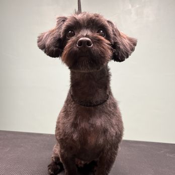 Lavish Mutts - Pet Groomers Near Me - Wichita, Kansas