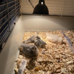 Bomgaars - These are the chicks we bought from there, growing strong and healthy.