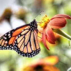 Floral Park - A monarch and a Mexican Sunflower