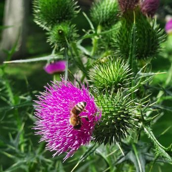 EcoHomeNY Designs - a bee on a thistle flower - General Contractors Near Me - Riverhead, New York