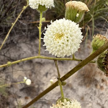 Ronald W Caspers Wilderness Park - Pincushion - Parks Near Me - San Juan Capistrano, California Ronald W Caspers Wilderness Park - Pincushion - Parks Near Me - San Juan Capistrano, California