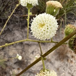 Ronald W Caspers Wilderness Park - Pincushion