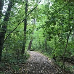 Urban Edge Forest Therapy