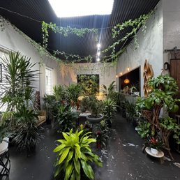 Plants and lounge area Plants and lounge area