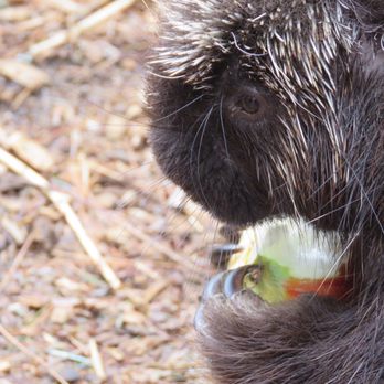 Center For Wildlife - Animal Shelters Near Me - Cape Neddick, Maine