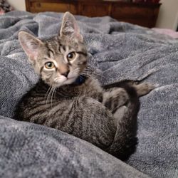 Ferndale Cat Shelter