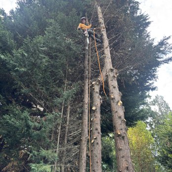 Integrity Tree Works - Tree Services Near Me - Newcastle, Washington Integrity Tree Works - Tree Services Near Me - Newcastle, Washington