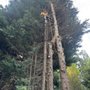 Photo of Integrity Tree Works 