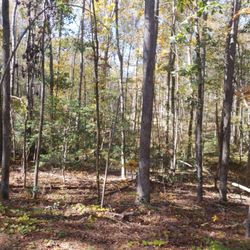 Turnipseed Nature Preserve