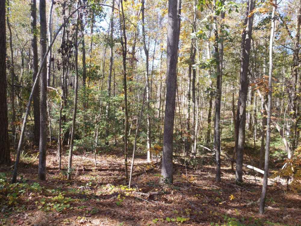 Turnipseed Nature Preserve Image