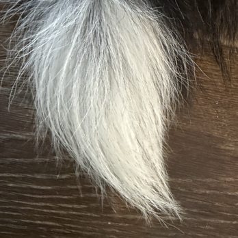 DoggoWash - A perfectly clean dog, from nose to white tail - Pet Groomers Near Me - San Diego, California DoggoWash - A perfectly clean dog, from nose to white tail - Pet Groomers Near Me - San Diego, California