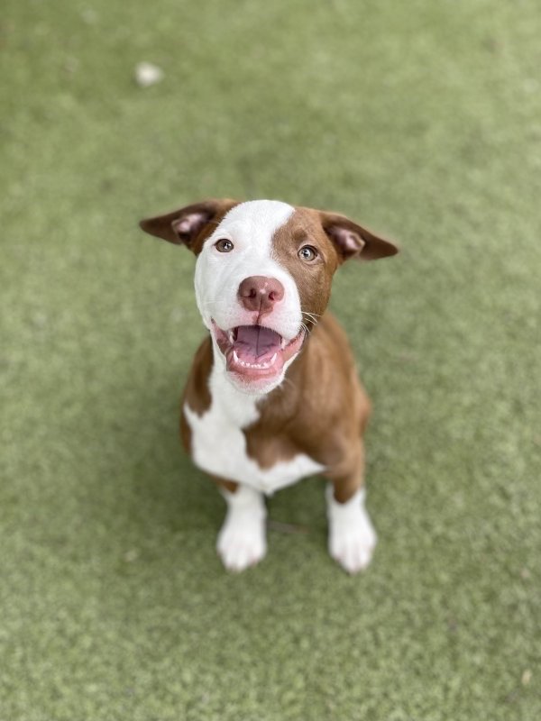 YOUR PRO DOG TRAINER Updated September 2024 10 Reviews Visalia, California Pet Training