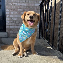 Art of Grooming - Our handsome boy, Charlie! Thank you, Art of Grooming!