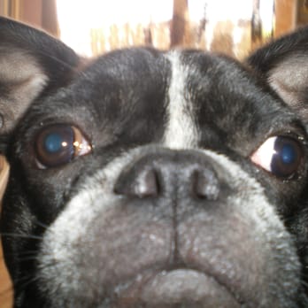 Pile Poil - Pet Sitting Near Me - Kingersheim, 68 Pile Poil - Pet Sitting Near Me - Kingersheim, 68