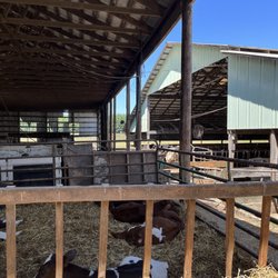 Schoch Dairy and Creamery