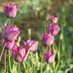 Tangleweed Farms - Scotch Lassie tulips