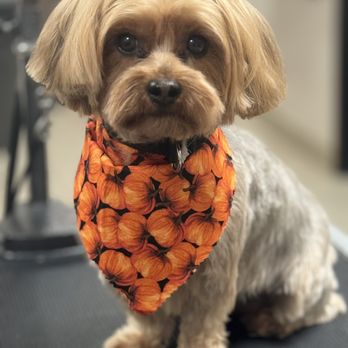 A Doggies Tail Spaw - Pet Groomers Near Me - Simi Valley, California A Doggies Tail Spaw - Pet Groomers Near Me - Simi Valley, California