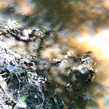 Chesapeake Arboretum - Parks Near Me - Chesapeake, Virginia