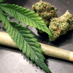 Bloom Cannabis Co