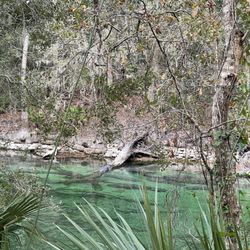 The Orange City Blue Springs Manatee Festival