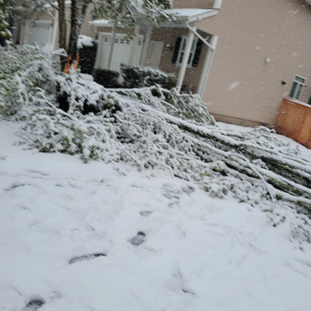 Lightning Tree Service - Tree Services Near Me Lightning Tree Service - Tree Services Near Me