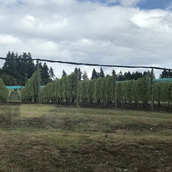 Venturi-Schulze Vineyards - Wineries Near Me - Cobble Hill, British Columbia Venturi-Schulze Vineyards - Wineries Near Me - Cobble Hill, British Columbia