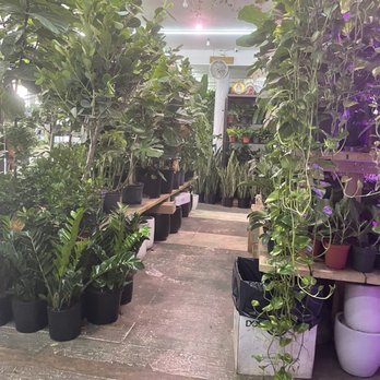 Dahing Plants - The larger options - The image shows a plant store with shelves and tables displaying a variety of potted plants, including large trees and trailing vines. - Florists Near Me - New York, New York