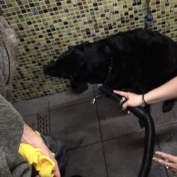 hill country hounds mobile grooming