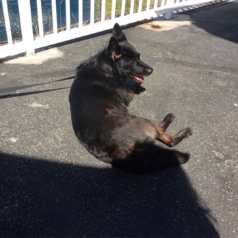 Marina Cafe - Dog Friday - Cafes Near Me - Wilmington, California Marina Cafe - Dog Friday - Cafes Near Me - Wilmington, California