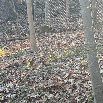 North County Trailway - A raccoon just hanging out in the afternoon - Parks Near Me - Valhalla, New York