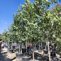 Mortellaro's Nursery Inc - Monterrey Oaks, 30 gallon