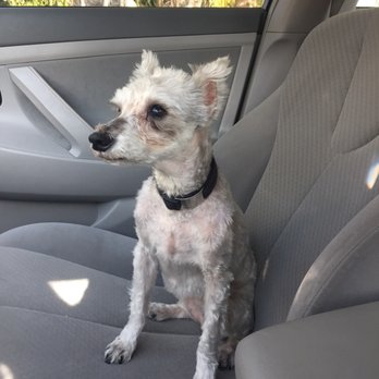 G G Grooming - Pet Groomers Near Me - Garden Grove, California
