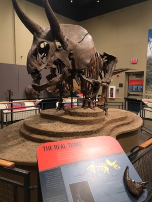 Burpee Museum of Natural History by null