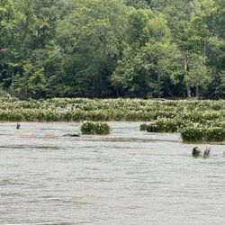 Landsford Canal State Park - Spider Lillies in bloom