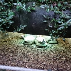 Randers Regnskov - Some tortoises sunbathing. Toasty!
