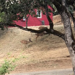 Deer on the property Deer on the property