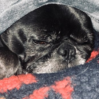 Claws 'N' Paws - Snuggle pug - Pet Sitting Near Me - Desert Hot Springs, California Claws 'N' Paws - Snuggle pug - Pet Sitting Near Me - Desert Hot Springs, California